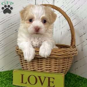 Archie, Havanese Puppy