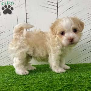 Archie, Havanese Puppy