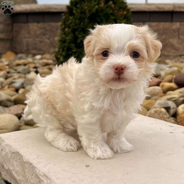 Archie, Havanese Puppy