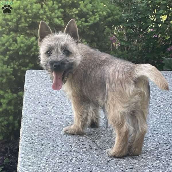Spark, Cairn Terrier Puppy