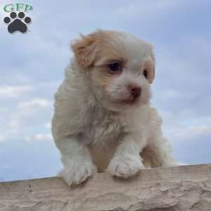 Archie, Havanese Puppy