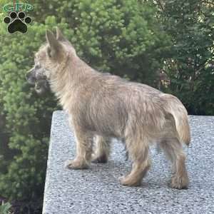 Spark, Cairn Terrier Puppy