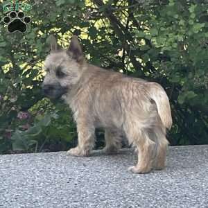 Spark, Cairn Terrier Puppy