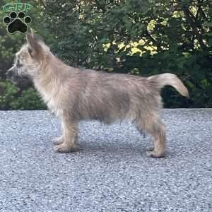 Spark, Cairn Terrier Puppy