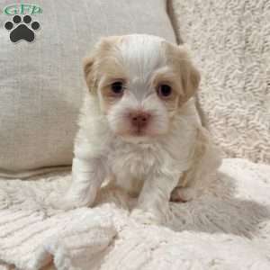 Archie, Havanese Puppy
