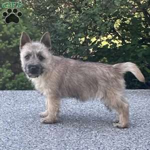 Spark, Cairn Terrier Puppy