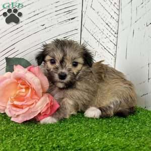 Carmen, Havanese Puppy