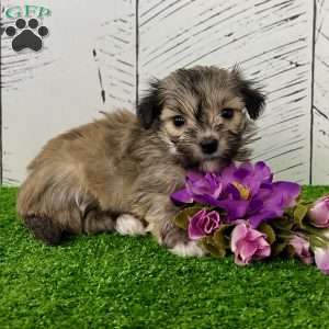 Carmen, Havanese Puppy