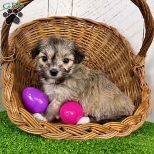 Carmen, Havanese Puppy