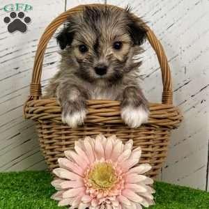 Carmen, Havanese Puppy