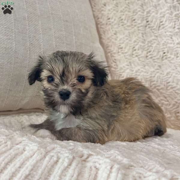 Carmen, Havanese Puppy