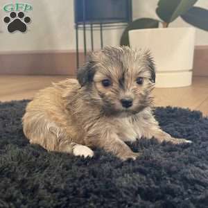 Carmen, Havanese Puppy