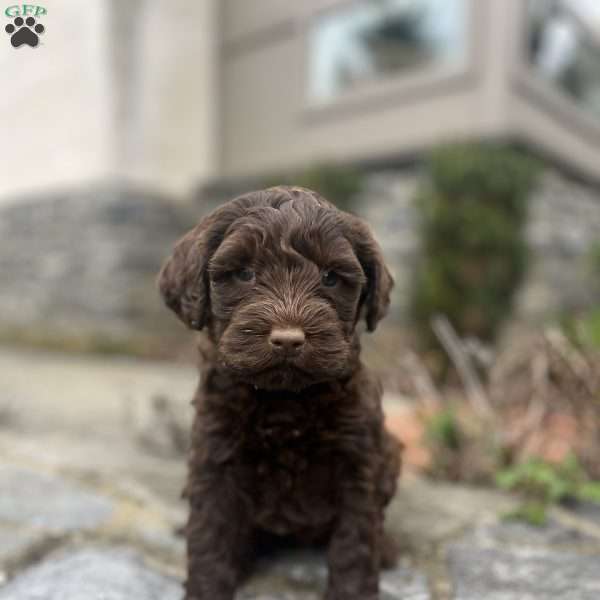 Maggie, Portuguese Water Dog Puppy