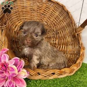 Carla, Havanese Puppy
