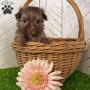 Carla, Havanese Puppy