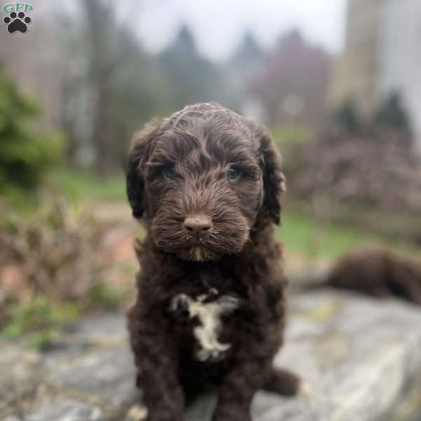 Murphy, Portuguese Water Dog Puppy
