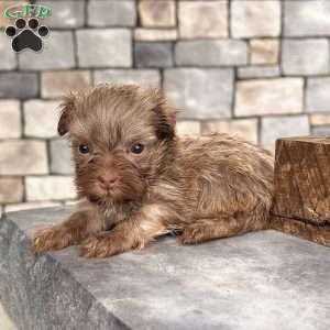 Carla, Havanese Puppy