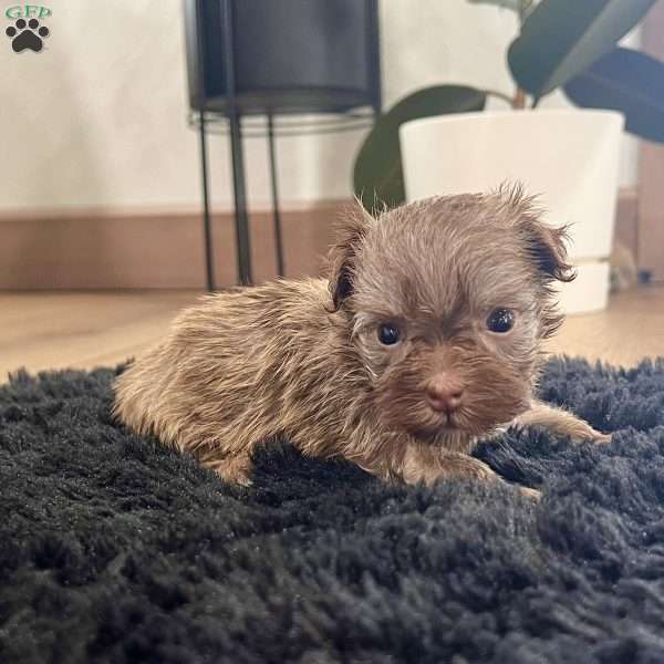 Carla, Havanese Puppy