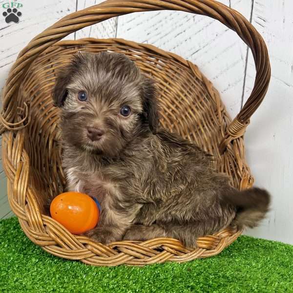 Charlie, Havanese Puppy