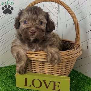 Charlie, Havanese Puppy