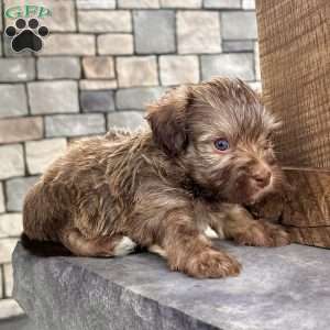 Charlie, Havanese Puppy