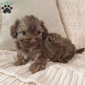 Charlie, Havanese Puppy