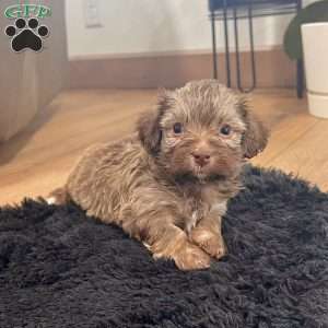 Charlie, Havanese Puppy