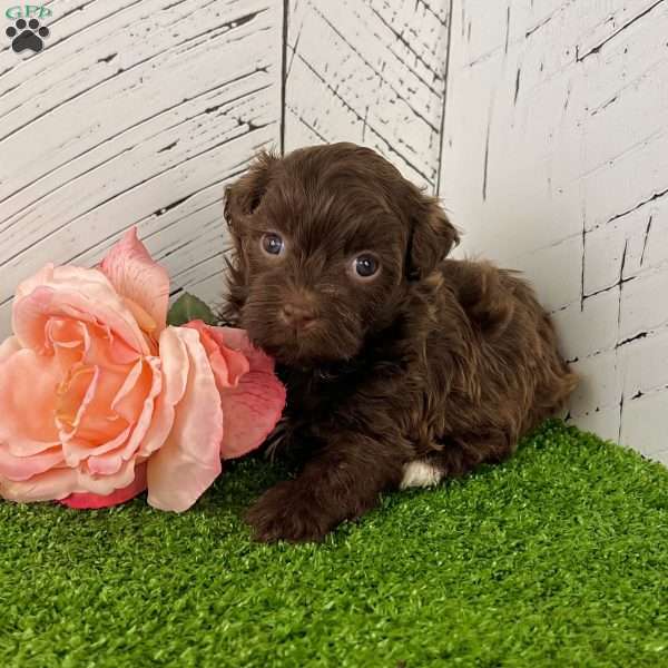 Fancy, Havanese Puppy