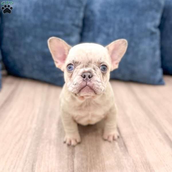 Asher, French Bulldog Puppy