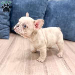 Asher, French Bulldog Puppy