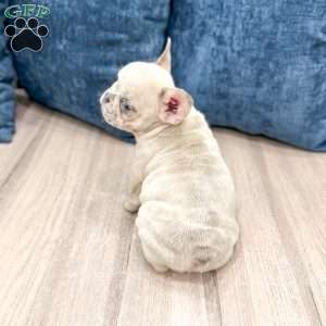 Asher, French Bulldog Puppy