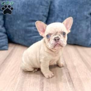 Asher, French Bulldog Puppy
