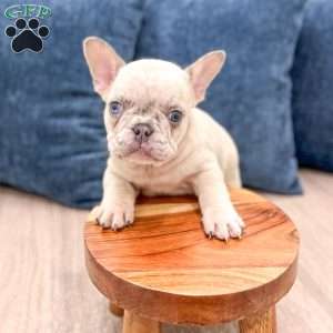 Asher, French Bulldog Puppy