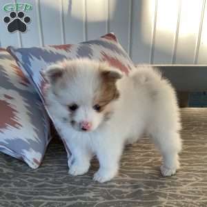 Winnie, Pomeranian Puppy