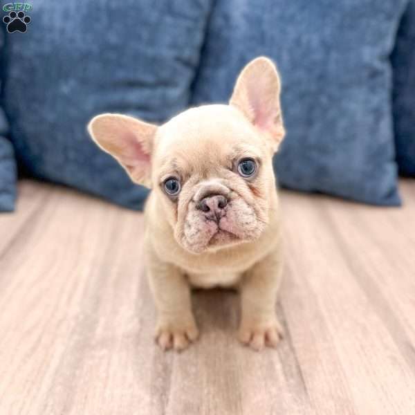 Mason, French Bulldog Puppy