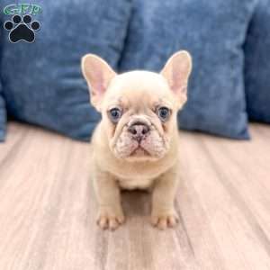 Mason, French Bulldog Puppy