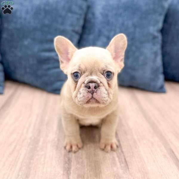 Mason, French Bulldog Puppy