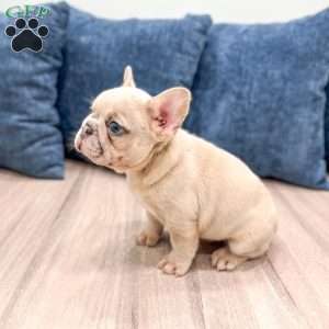 Mason, French Bulldog Puppy