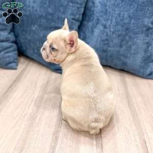 Mason, French Bulldog Puppy