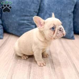 Mason, French Bulldog Puppy