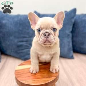 Mason, French Bulldog Puppy