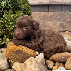 Fancy, Havanese Puppy