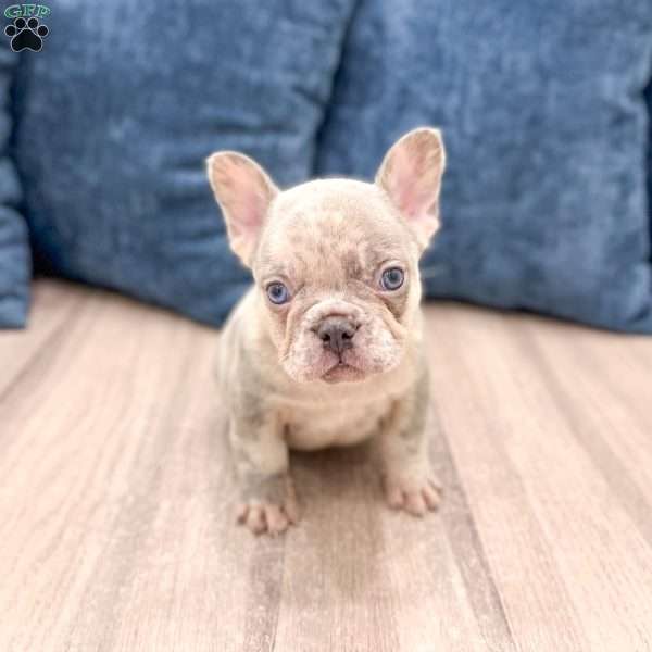Leo, French Bulldog Puppy