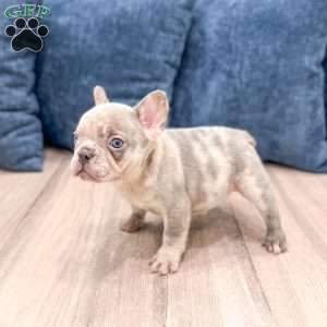 Leo, French Bulldog Puppy