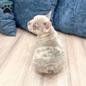 Leo, French Bulldog Puppy