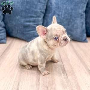 Leo, French Bulldog Puppy