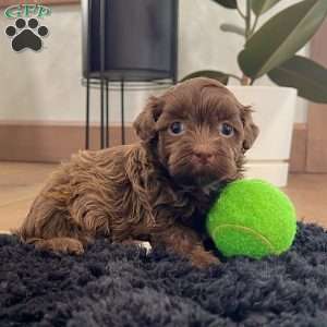 Fancy, Havanese Puppy
