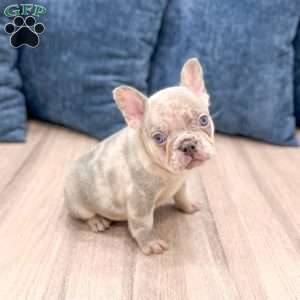 Leo, French Bulldog Puppy