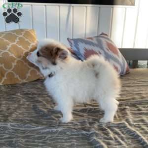 Winnie, Pomeranian Puppy