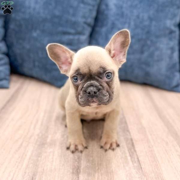 Duke, French Bulldog Puppy